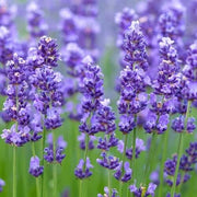 Lavender Mint Seeds, Herbal