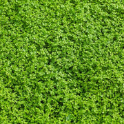 Mini Corsican Mint Seeds