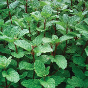 Mojito Mint Seeds