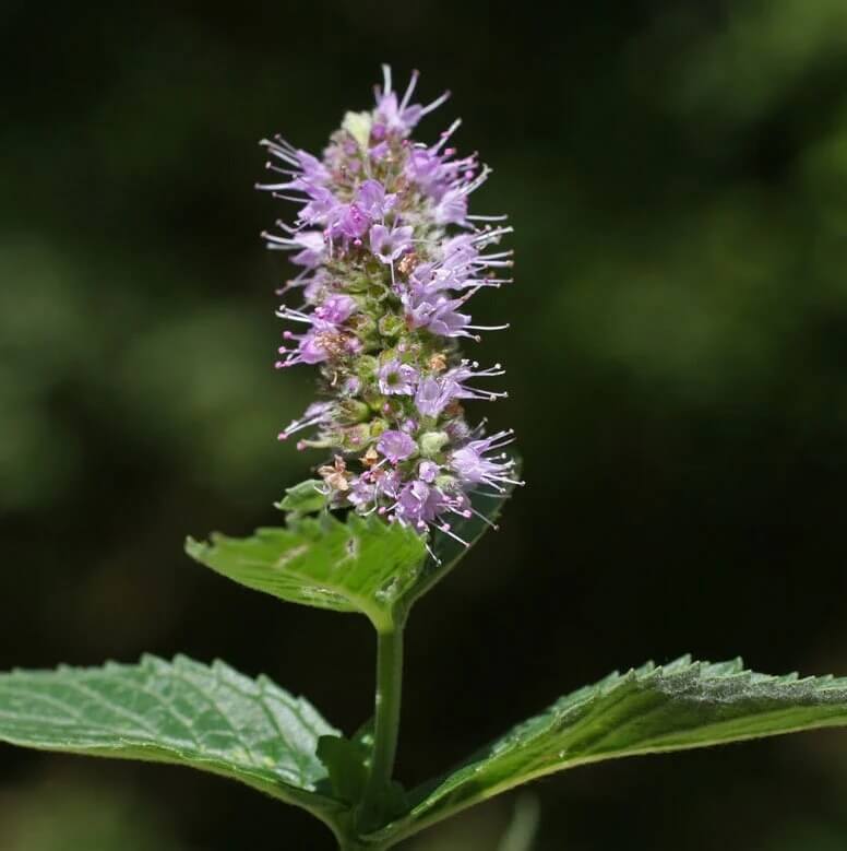 Pink United Mint Seeds, Herbal