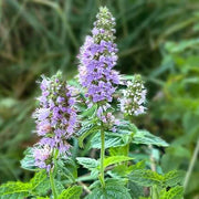 Purple Mint Seeds, Herbal