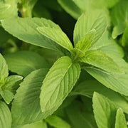 Vietnamese Mint Seeds