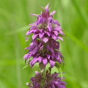 Bee Balm Lemon Mint Seeds, Herbal