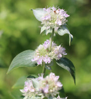 Hairy Mountain Mint Seeds, Herbal