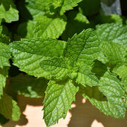 Mojito Mint Seeds