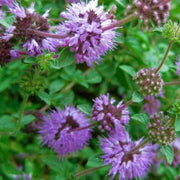 Pennyroyal Mint Seeds, Herbal