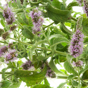 Purple Mint Seeds, Herbal