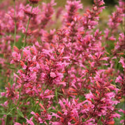Red Heather Mint Seeds, Herbal