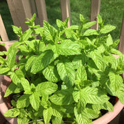Shade-Tolerant Mint Seeds, Herbal