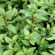 Chocolate Mint Seeds, Herbal