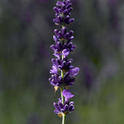 Lavender Mint Seeds, Herbal