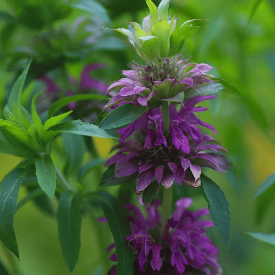 Bee Balm Lemon Mint Seeds, Herbal