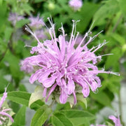 Bee Balm Mix Mint Seeds, Herbal