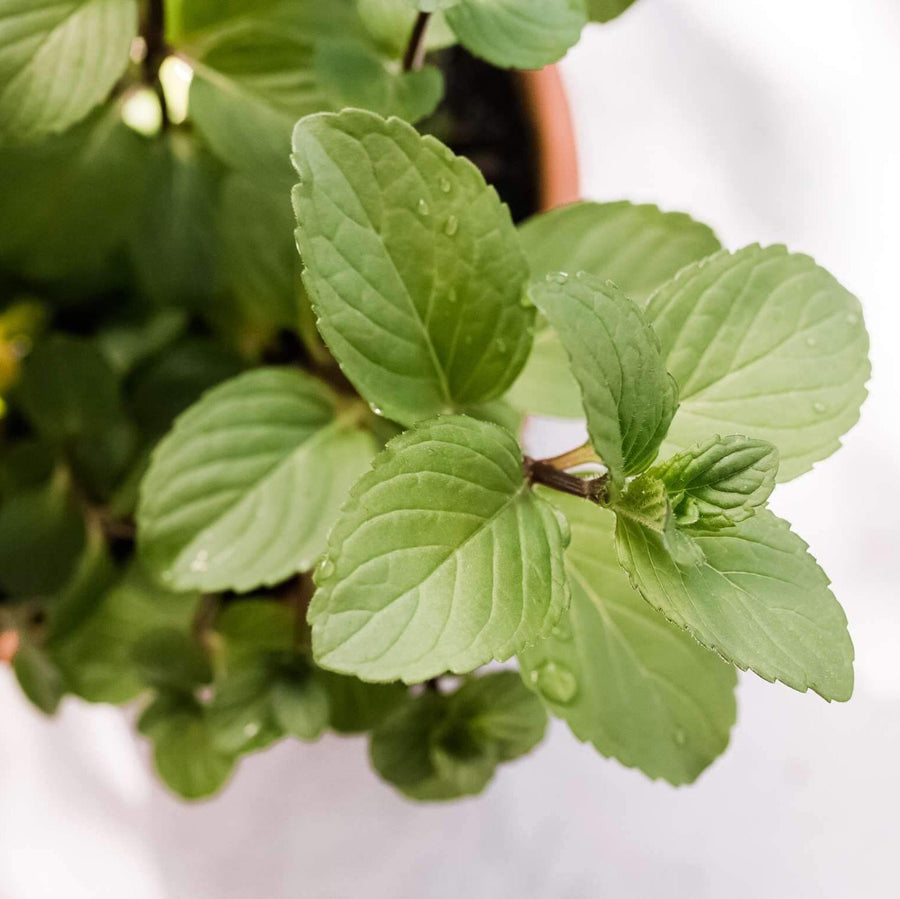 Chocolate Mint Seeds, Herbal
