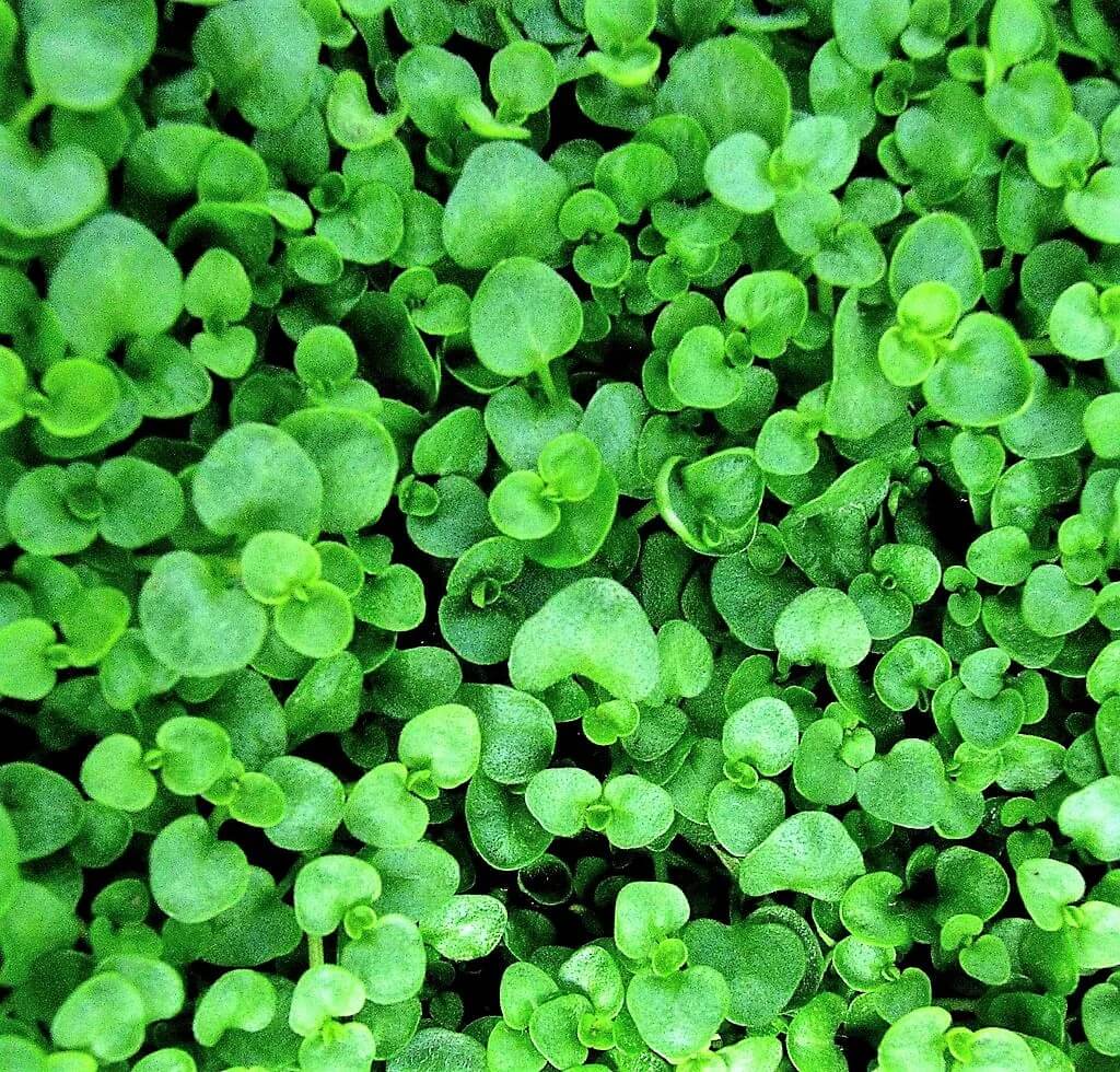 Corsican Mint Seeds