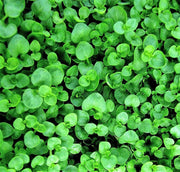 Corsican Mint Seeds