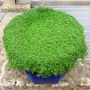 Green Mini Corsican Mint Seeds, Herbal