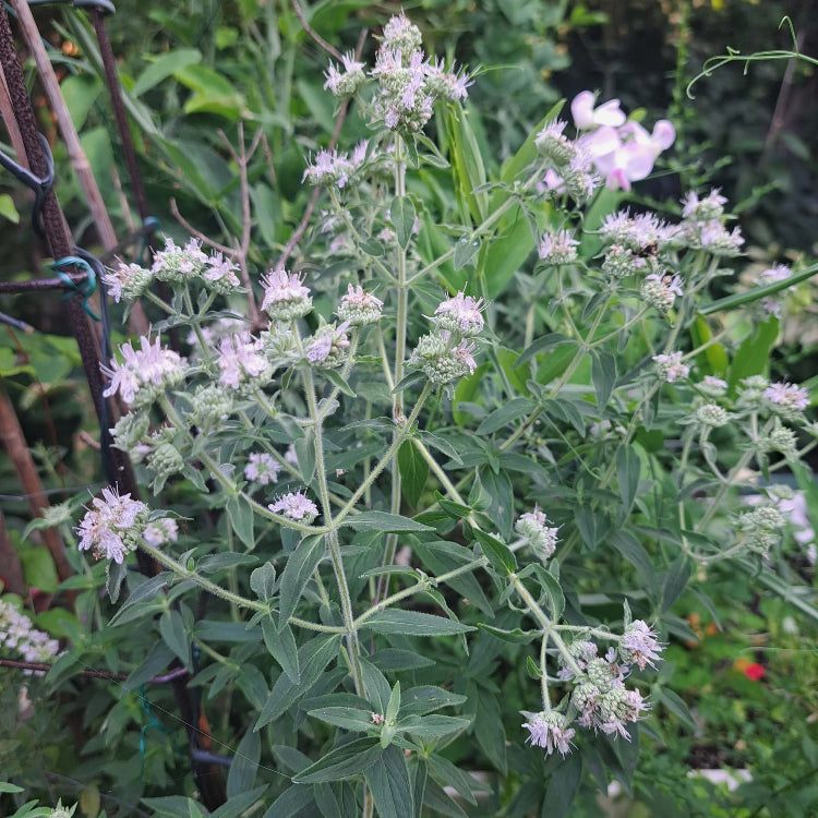 Hairy Mountain Mint Seeds, Herbal