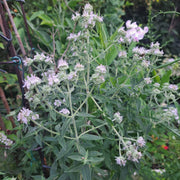 Hairy Mountain Mint Seeds, Herbal