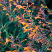 Hummingbird Mint Seeds