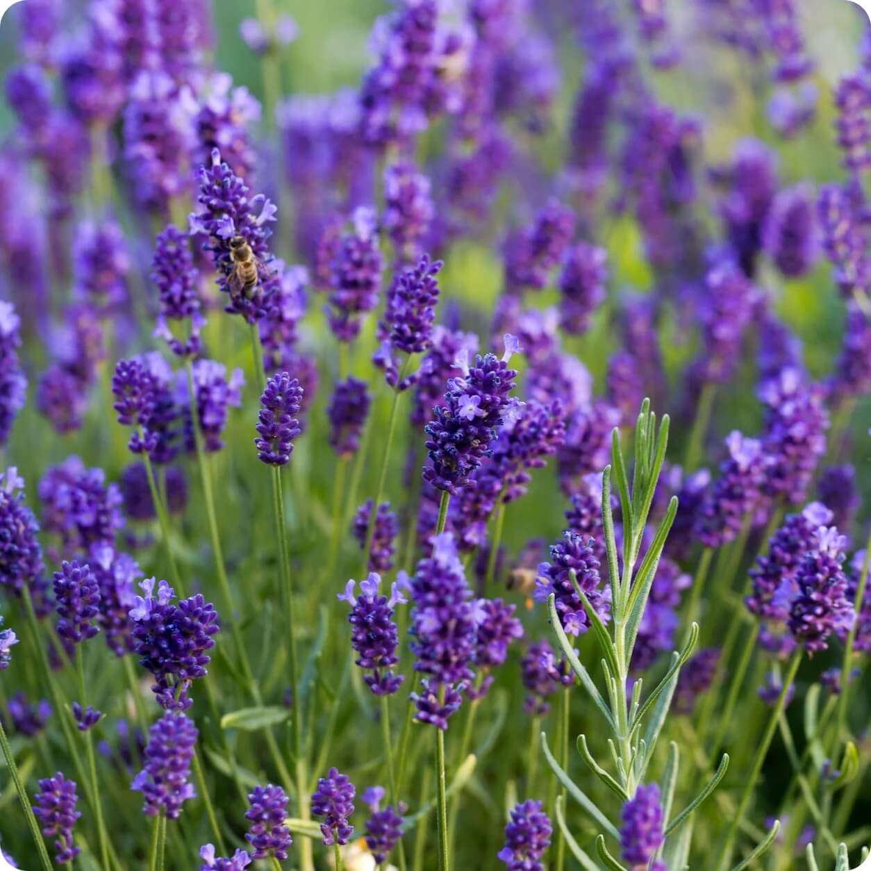 Lavender Mint Seeds, Herbal