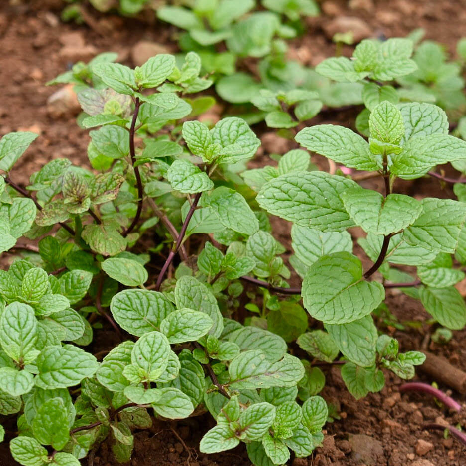Mentha spp Mint Seeds
