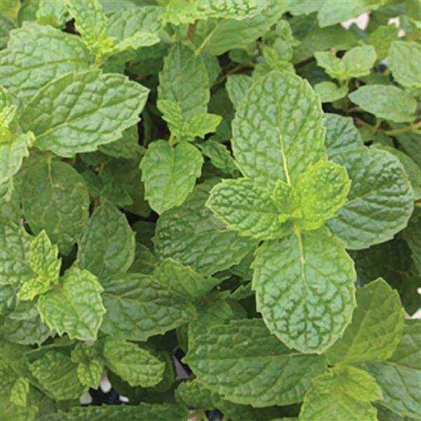 Mojito Mint Seeds