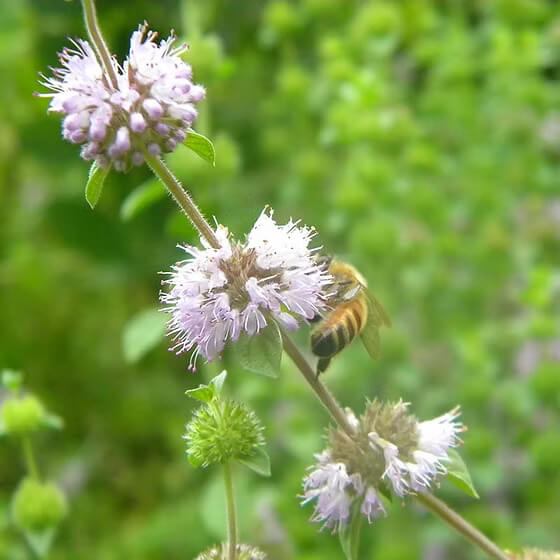 Pennyroyal Mint Seeds, Herbal