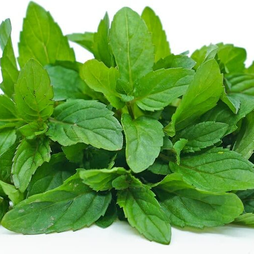 Peppermint Mint Seeds, Herbal