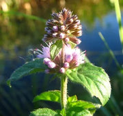 Pink United Mint Seeds, Herbal