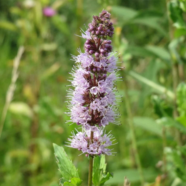 Purple Mint Seeds, Herbal