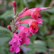 Red Heather Mint Seeds, Herbal