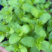 Shade-Tolerant Mint Seeds, Herbal