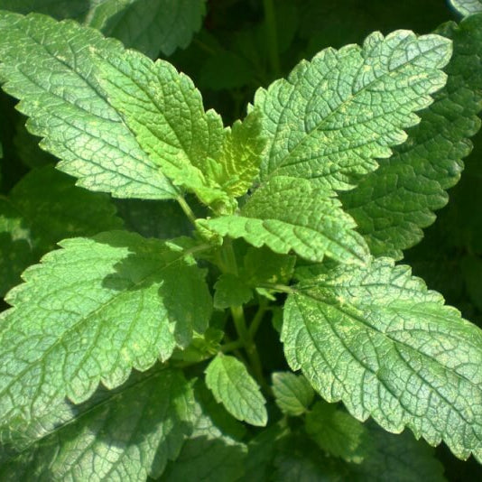 Vietnamese Mint Seeds