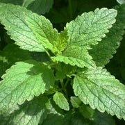 Vietnamese Mint Seeds