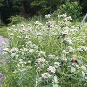White Mountain Mint Seeds