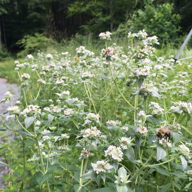 White Mountain Mint Seeds