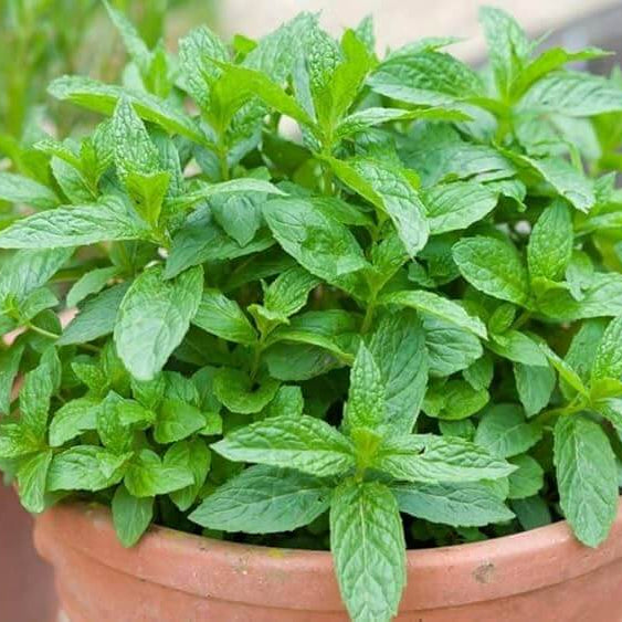 Wild Mint Seeds