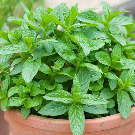 Mint - Herbal Seeds