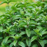 Mint - Herbal Seeds