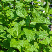 Mint - Herbal Seeds