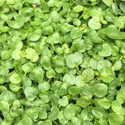 Mint - Herbal Seeds