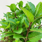 Shade-Tolerant Mint Seeds, Herbal