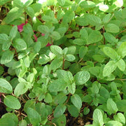 Vietnamese Mint Seeds