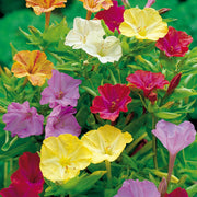 Wildflower Mix Mirabilis Seeds