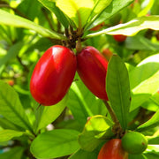 Miracle Berry Berry Seeds