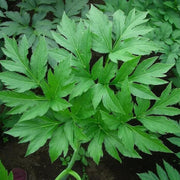 Miracle Herb Ashitaba Seeds - Vegetable Plant