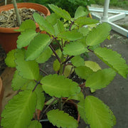 Miracle Leaf - Herbal Seeds