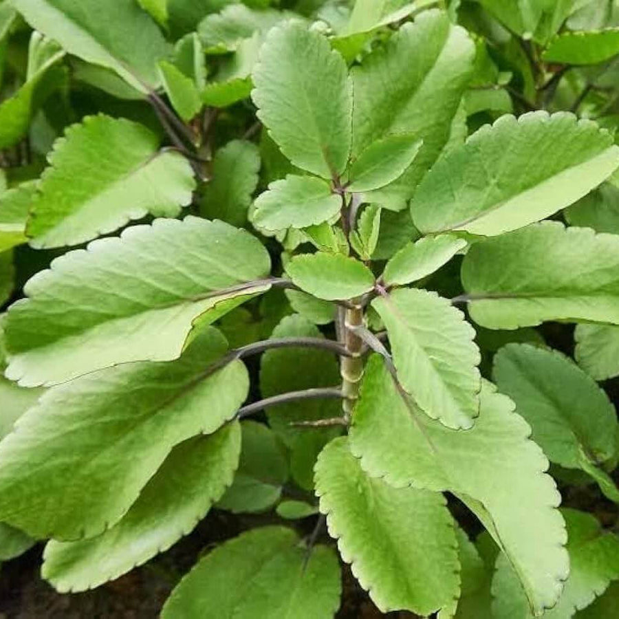Miracle Leaf - Herbal Seeds