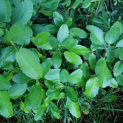 Miracle Leaf - Herbal Seeds
